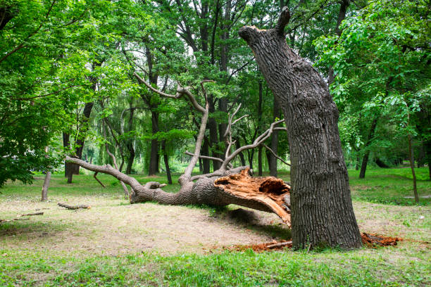 How Our Tree Care Process Works  in  Clyde, NY